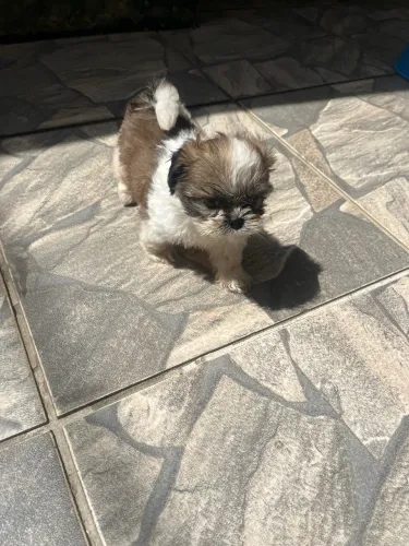 Cachorro