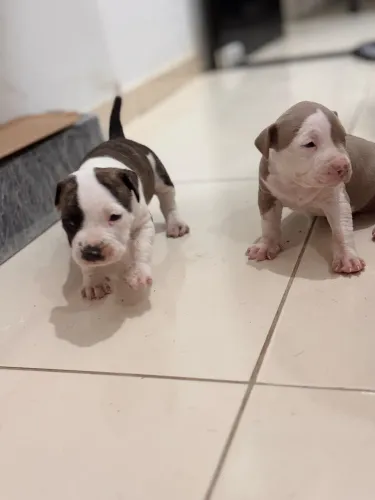 Restam apenas duas fêmeas lindas!As fotos foram tiradas com 24 dias de vida,