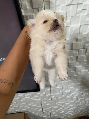 Spitz alemão