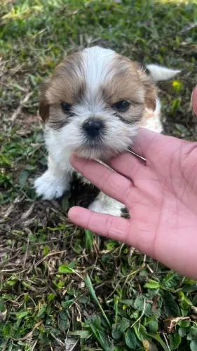 Shih Tzu iluminando seus dias com carinho