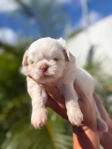 Shih tzu machos branco