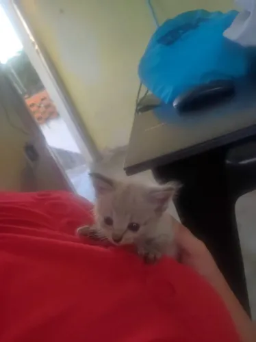Gato para adoção 1 mes de vida