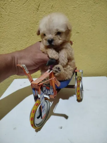 Poodle mini toy