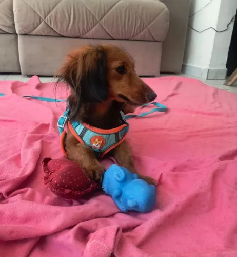 DACHSHUND PELO LONGO FÊMEA 
