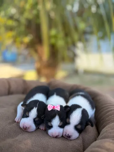 Basenji disponíveis 