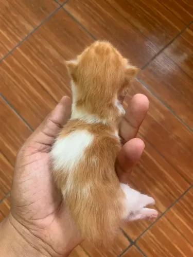 Gato persa macho