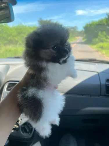 Lulu da Pomerânia de Alto Padrão - Canil Legalizado