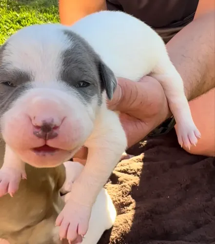 Filhotes de American Bully XL Linhagem Selecionada ?