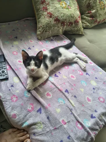 DOAÇÃO GATA ( FÊMEA 2 MESES E MEIO)