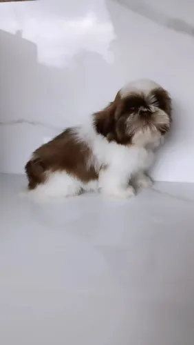 Lindo Filhote Macho de Shihtzu 