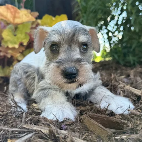 Schnauzer Miniatura | Vacinado e Vermifugado
