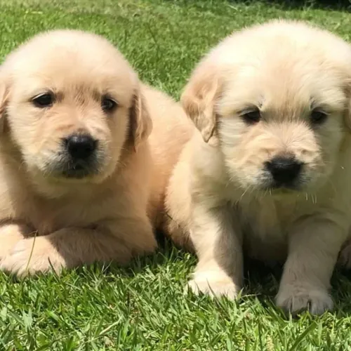 Golden Retriever | A felicidade tem patas