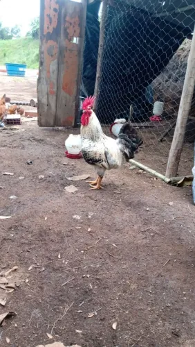 Galo Filho de Plymouth Rock Barrada ( Carijó)