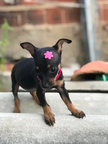 Pinscher Fêmea N1
