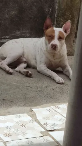 Doa Pit Bull com 9 meses