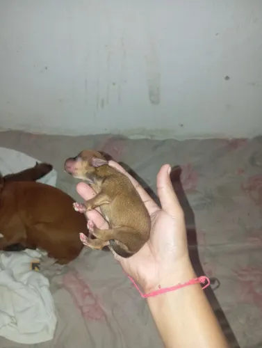 Filhote de pinscher N1