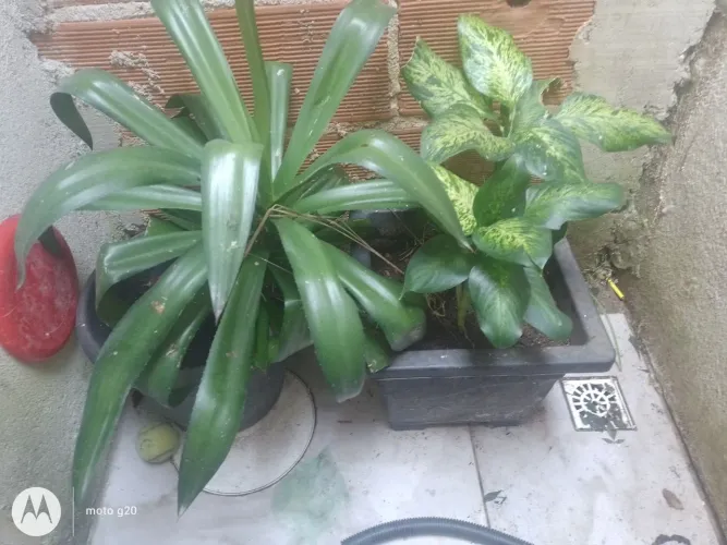 Duas plantas e um vaso de barro