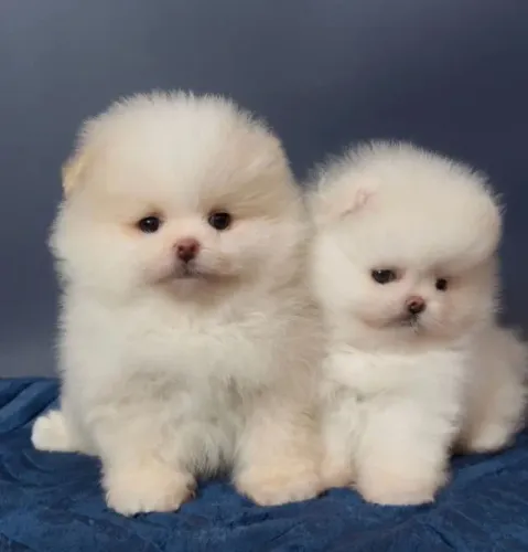Cachorro Lulu da Pomerania alegria para sua família