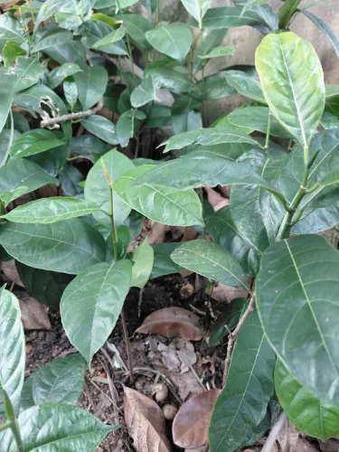 Vendo muda de jaqueira , mole; doce cg Rj