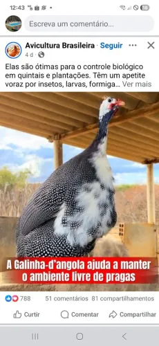 Galinha de angola adulta