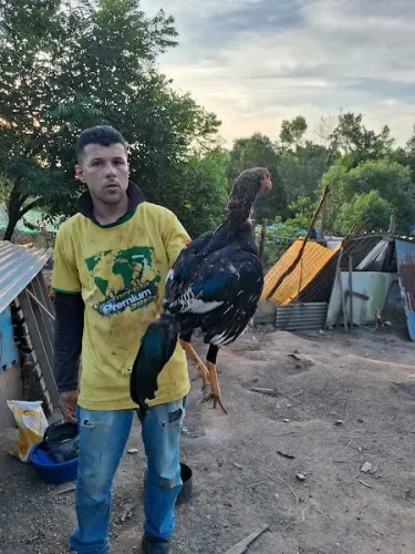 Galo Indio Prata