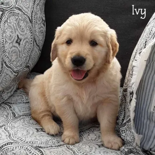 ?Últimos filhotes de Golden Retriever disponíveis?