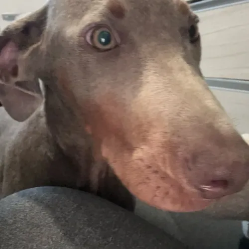 Filhote de doberman