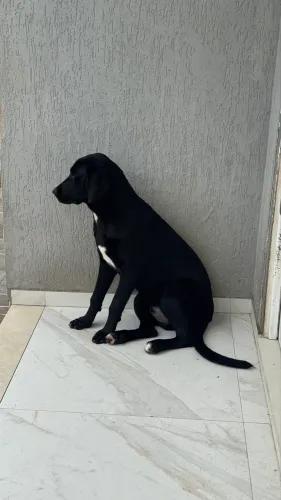Doação cachorro