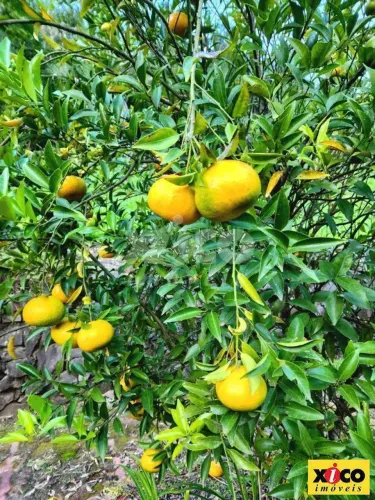 SÍTIO / CHÁCARA PARA VENDA EM NOVA PETRÓPOLIS / RS NO BAIRRO SÃO JACÓ