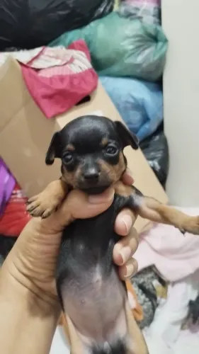 Pinscher 0