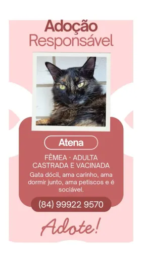 Gatas para adoção responsável
