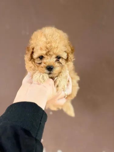 Poodle Toy Filhotes Exclusivos com Pedigree Vacinados e Vermifugados Entrega na Residência