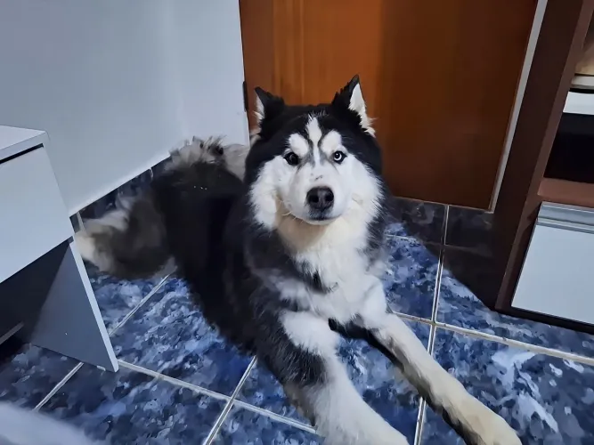 Ruscky siberiano vacinação completa 