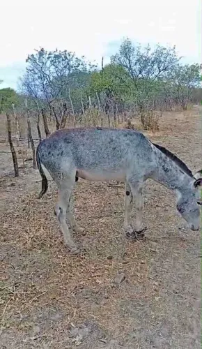 Égua