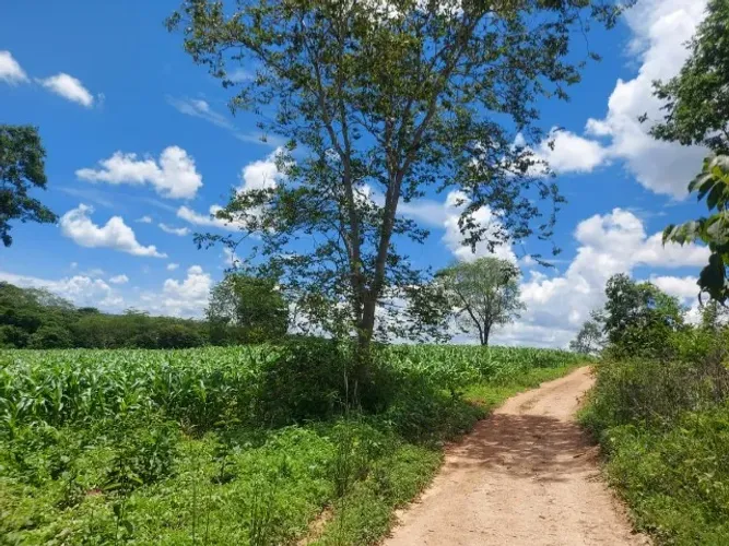 Curvelo - Fazenda 80 hectares R$ 1.400.000,00