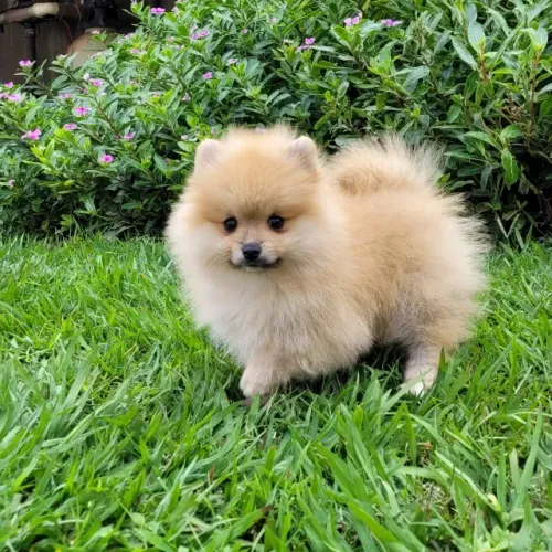 Spitz Alemão - Lulu da Pomerânia - Fêmea- Pedigree CBKC - 10x sem juros