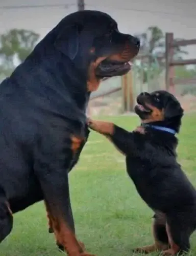 Rottweiler filhote muito esperto