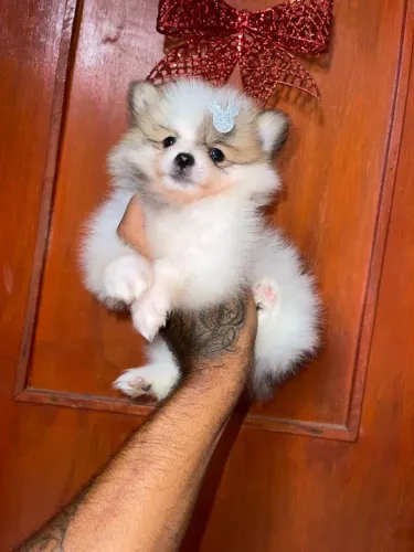 Lulu da pomerania -Spitz alemão anão 