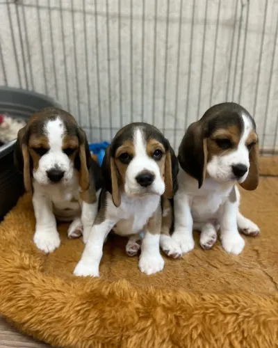 Beagle 13 polegada ( vendas entrega hoje ) 