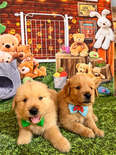Golden retriever pedigree opcional