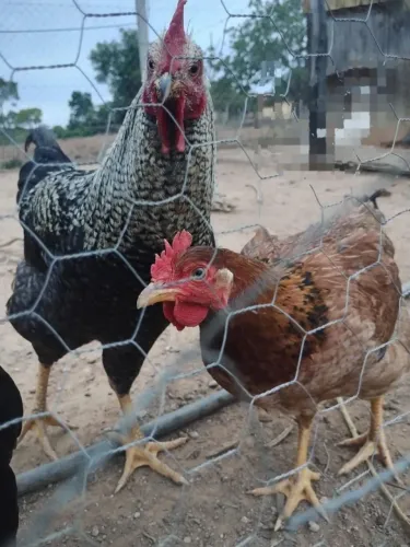 Casal de GSB puro