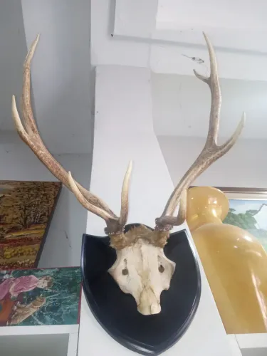 Peça Decorativa Vintage com Galhada Natural - Estilo Rústico / Antiguidades