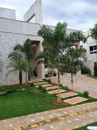 Palmeira rabo de raposa