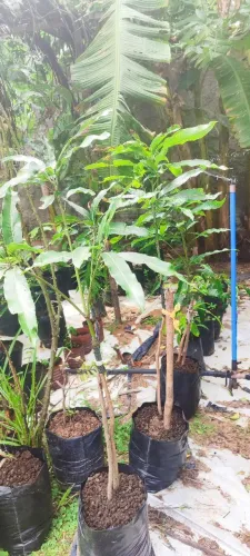 Mudas de manga rosa enxertada 