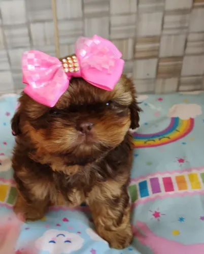 Shih Tzu  fêmea doura e chocolate 
