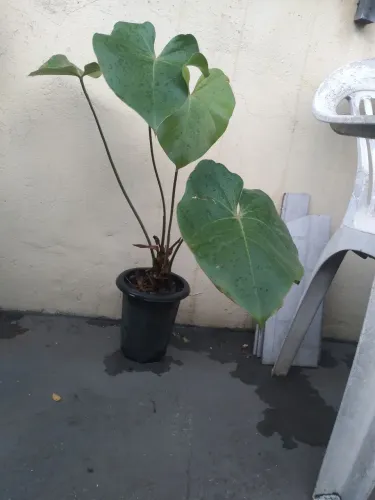 Anturio grande 40 cm lindo vigoroso 