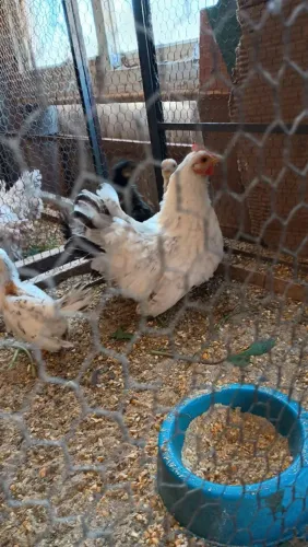 Pintinho de Nagasaki