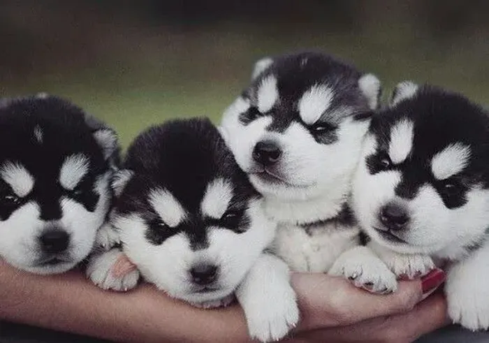 Husky Siberiano Filhotes Incríveis