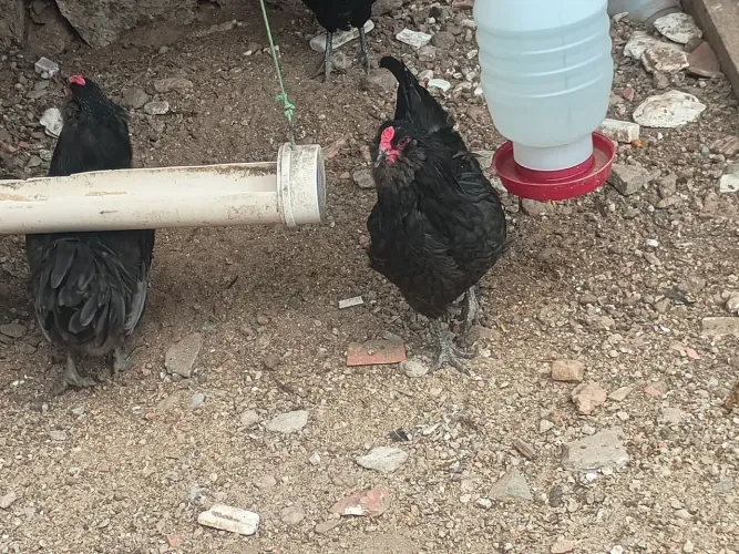 Galinha ameraucana Black 