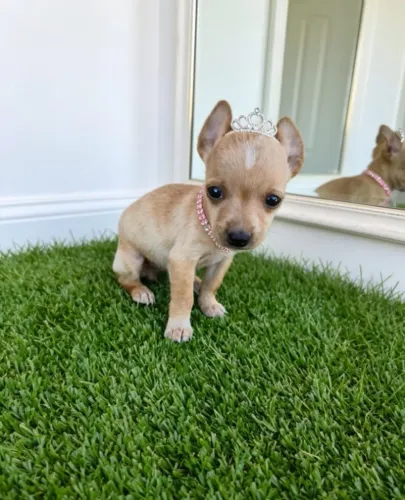 Pinscher Princesa Fêmea Mini e Encantadora
